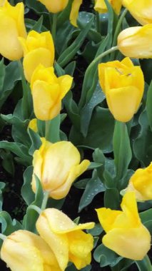 Ünlüsü Hollandalı çok renkli Lale alan satırları mavi gökyüzü ile güneşli gün ile