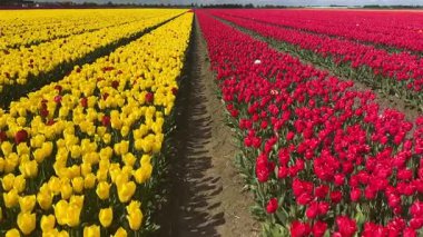 Güneşli bir günde mavi gökyüzü olan ünlü mor lale tarlası