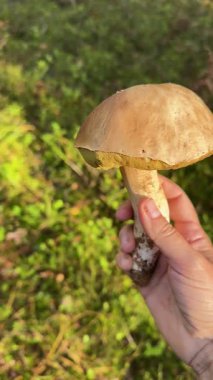 Bir insan yemyeşil, yemyeşil bir ormanın ortasında hayat dolu sarı bir mantar tutuyor.