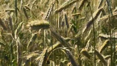 Doğanın Güzelliğini Keşfeden Bir Buğday Tarlasında Gösterilen