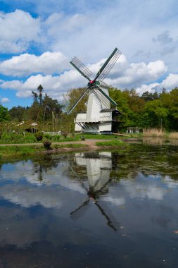 Famouse Hollandalı Sarı Lale alan satırlarını mavi gökyüzü güneşli bir gün