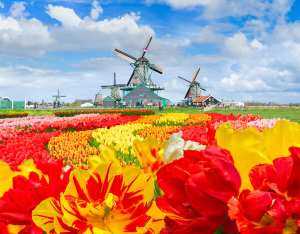 Ветряная мельница над полем цветов тюльпанов в солнечный день, Нидерланды

