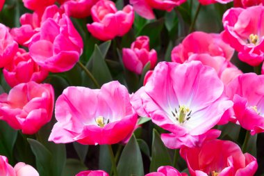 Renkli büyüyen taze laleler baharda çiçek açar.