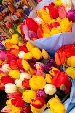 Lale çiçek, sarı ve pembe, kimden Hollanda Amsterdam çiçek pazarı Satılık