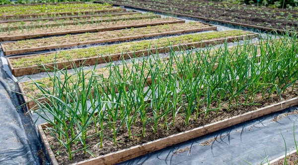 Upphöjda trädgårds bäddar med greener och grönsaker i slutet av Planteringssäsongen — Stockfoto
