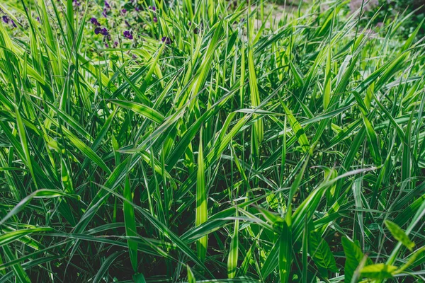 Tall sedge bush with wide and white and green long leaves — Stock Photo, Image