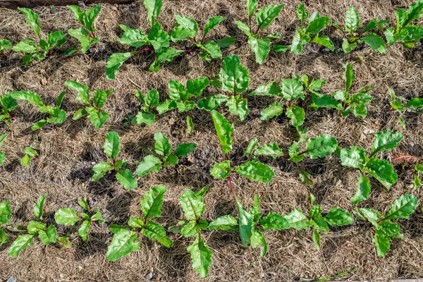 Hochbeet mit grünen Rübenblättern, die sich vom Boden zeigen — Stockfoto