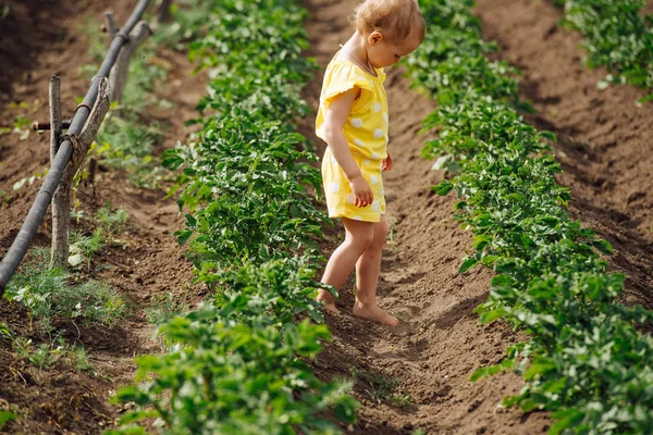 Lilla spädbarn flicka gå barfota mellan rader av potatis i trädgården — Stockfoto