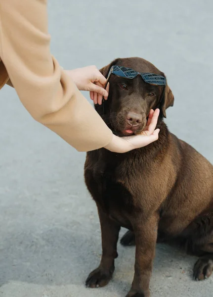 Mujer poniendo gafas de sol en su lindo amigo canino marrón —  Fotos de Stock