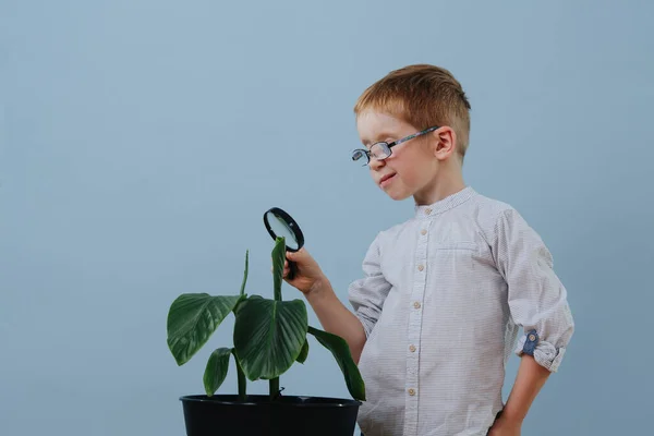 Malý zrzavý chlapec v brýlích se dívá dolů na rostlinu přes lupu. — Stock fotografie