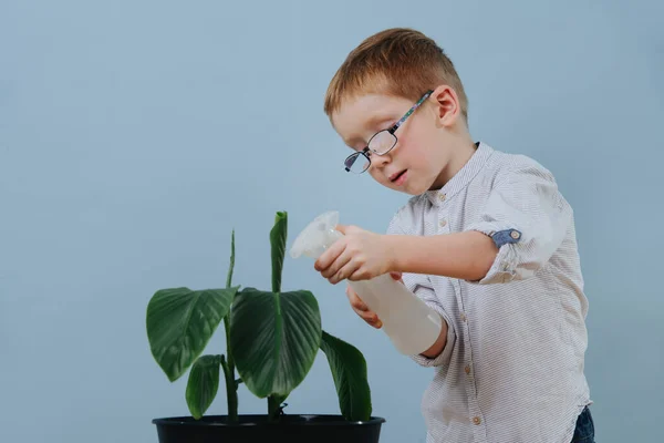 Malý zázvor chlapec v brýlích vody rostlina s ruční postřikovač přes modré pozadí — Stock fotografie