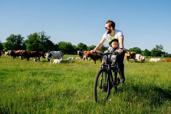 Apa Kisbabája Ellovagolnak Mezőn Tehenekkel Kerékpártúra Vidéken Egy Gyönyörű Nyári — Stock Fotó