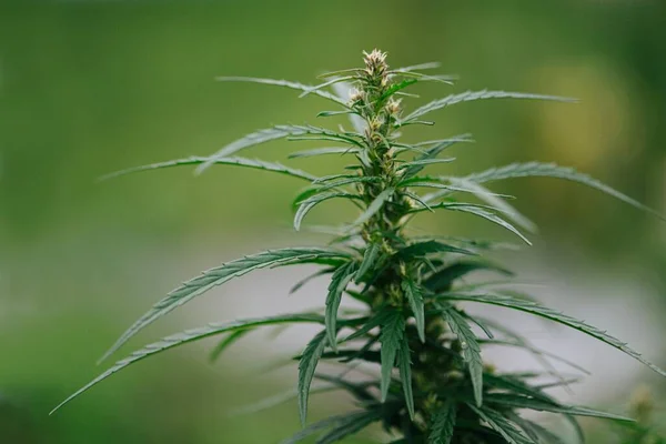 Oberer Teil Der Cannabispflanze Die Draußen Wächst Pollenblasen Und Abstehende — Stockfoto