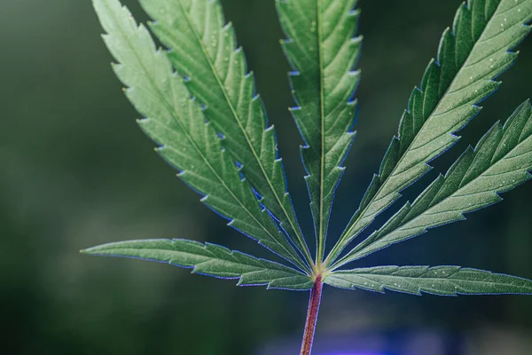 Sieben Blätter Cannabispflanze. Über grünem verschwommenem Hintergrund. — Stockfoto