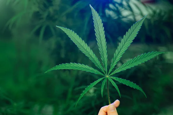 Eine Gruppe von neun Cannabisblättern in der Hand. Über grünem verschwommenem Hintergrund. — Stockfoto