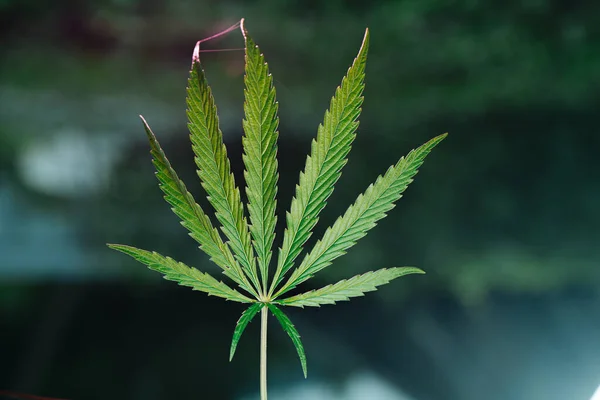 Cannabis mit Blättern, die durch hinterleuchtete Spinnennetze verbunden sind. In der Dämmerung — Stockfoto