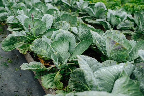 Kohlgartenbeet reiht sich aneinander. Nahaufnahme — Stockfoto