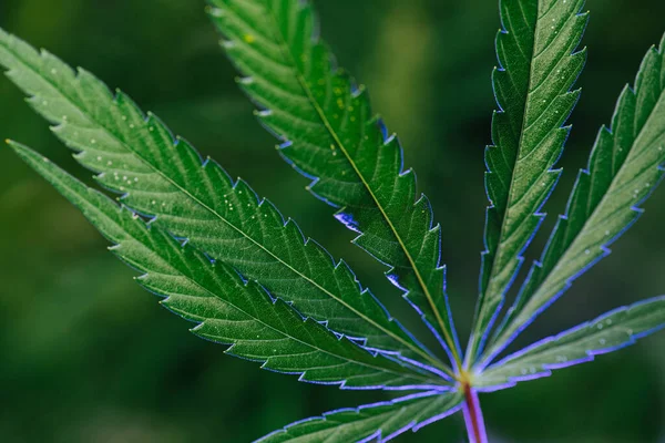 Nahaufnahme von Blättern der Cannabispflanze. Über grünem verschwommenem Hintergrund. — Stockfoto