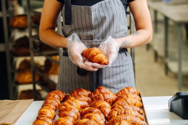 Baker serinlemek için metal tepsiye taze pişmiş altın kruvasan koyuyor. Ön manzara. Birini avucunun içinde tutuyor..