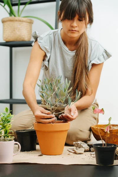 Oturma odasında meşgul bir kadın, saksıdan esrara ev bitkisini yeniden ekiyor.. — Stok fotoğraf