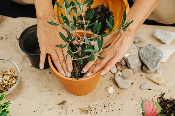 Tangan wanita menanam tanaman rumah, menekan tanah dengan tangan — Stok Foto