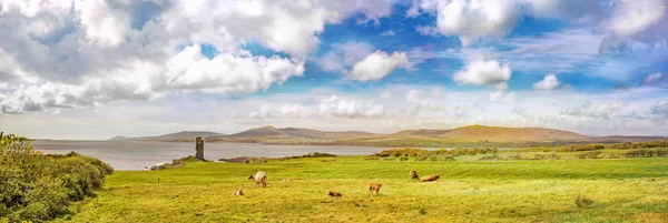Panoramic landscape with an ocean coast and a meadow with cows on a cloudy day in a county Cork. Ireland.