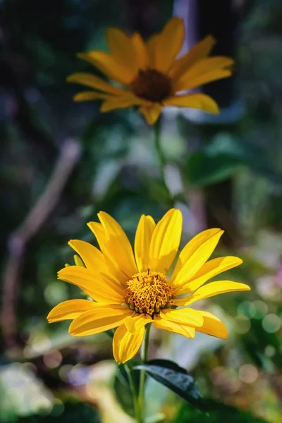 Árnica Flor Hierba Vista Cercana — Foto de Stock