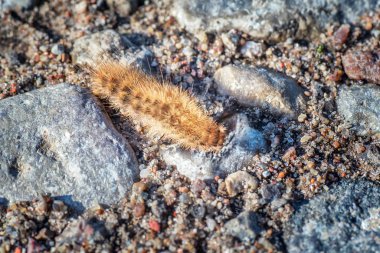 Turuncu bir yere grub. Yakın çekim. Makro.