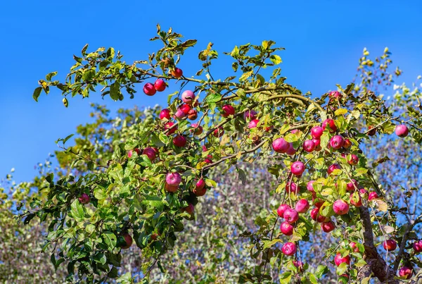Czerwone Jabłko Drzewo Gałąź Słoneczny Dzień Jesieni — Zdjęcie stockowe