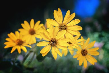 Arnica herb blossoms on a dark background. Close view. clipart