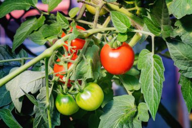 Üç kırmızı ve iki yeşil domates dal. Yakın çekim.