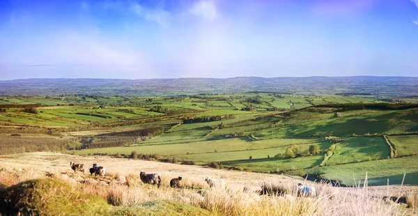 Landschaft mit Schafen auf den Feldern — Stockfoto