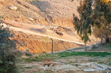 Dağ yolundaki keçiler. Ürdün.