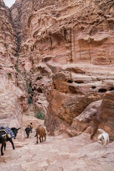 Burros Perros Una Antigua Ciudad Rocosa Abandonada Petra Jordania Petra — Foto de Stock