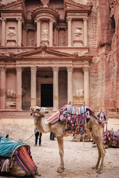 Kameler Gammal Övergiven Rock Staden Petra Jordanien Petra Nya Sju — Stockfoto