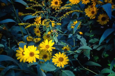 Arnica flowers blossoms in autumn clipart