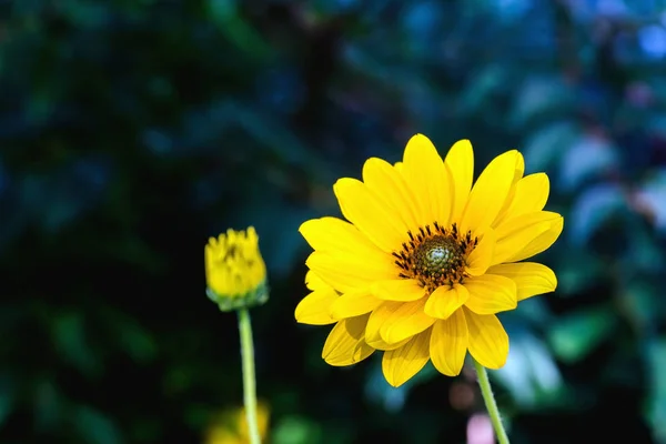 Flor de flor de Arnica em um fundo escuro — Fotografia de Stock