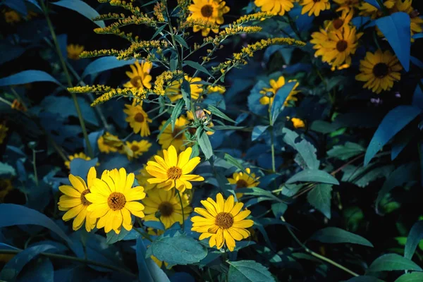 Flores de árnica florecen en otoño Imágenes De Stock Sin Royalties Gratis