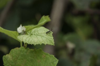Yeşil yapraklı böcek.