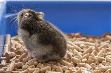 Fanny hamster kafes granül