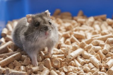 Fanny hamster kafes granül