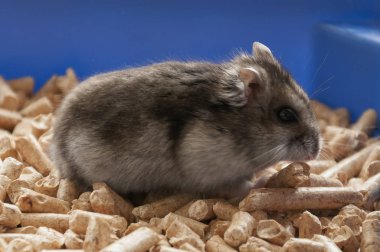 Fanny hamster kafes granül