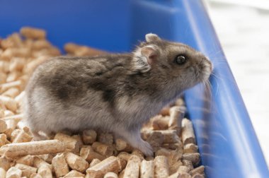 Fanny hamster kafes granül