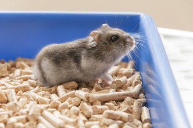 Fanny hamster kafes granül