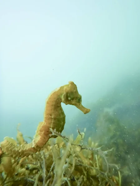 タツノオトシゴ 黄色海の馬 — ストック写真