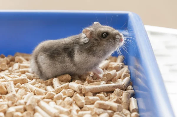 Fanny hamster kafes granül