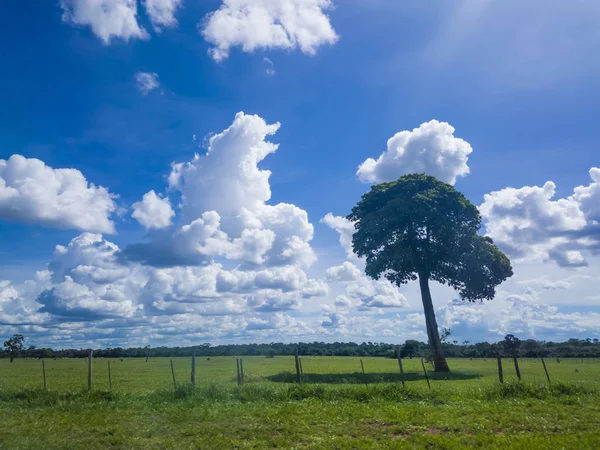 Yeşil çim alan ve parlak mavi gökyüzü. Arka plan.