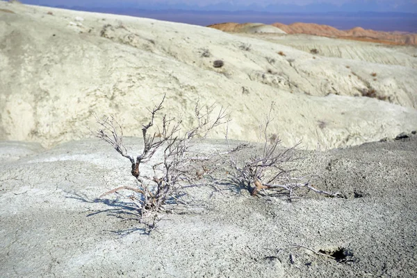 Plantas Secas Del Parque Del Desierto Altyn Emel Kazajstán — Foto de Stock