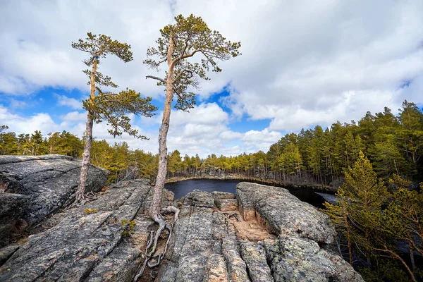 Prachtig Uitzicht Van Pijnbomen Lake Saytankol Bossen Van Karkaraly Nationaal — Stockfoto