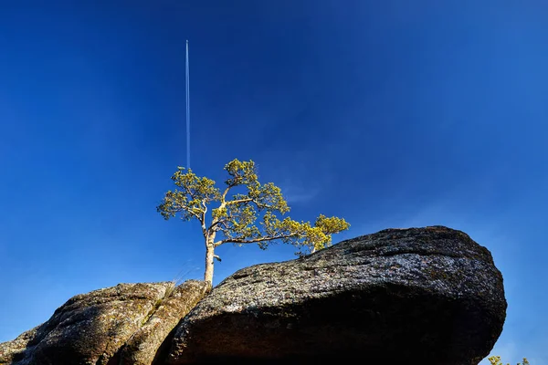 Prachtig Uitzicht Pine Tree Rock Tegen Blauwe Hemel Vliegtuig Volgen — Stockfoto